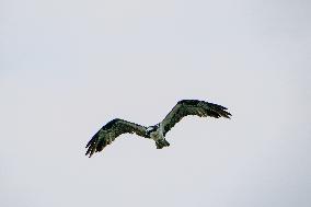 Osprey And American Bald Eagles Hunting Along The Great Miami River