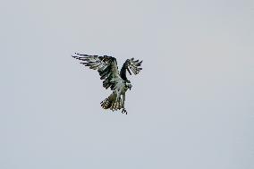 Osprey And American Bald Eagles Hunting Along The Great Miami River