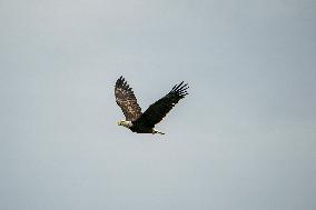 Osprey And American Bald Eagles Hunting Along The Great Miami River