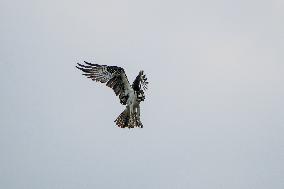 Osprey And American Bald Eagles Hunting Along The Great Miami River