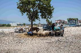 Eid al-Adha In Hatay - Turkey