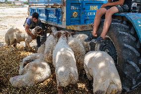 Eid al-Adha In Hatay - Turkey