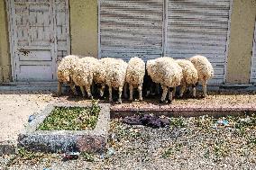 Eid al-Adha In Hatay - Turkey