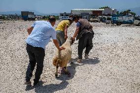 Eid al-Adha In Hatay - Turkey