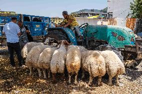 Eid al-Adha In Hatay - Turkey