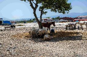 Eid al-Adha In Hatay - Turkey