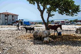 Eid al-Adha In Hatay - Turkey