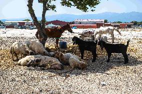 Eid al-Adha In Hatay - Turkey