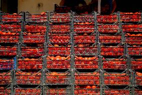 Homemade Tomato Paste - Idlib