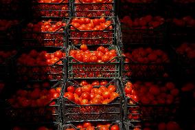 Homemade Tomato Paste - Idlib