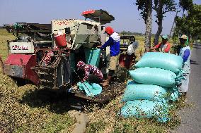 Agriculture In Indonesia East Java