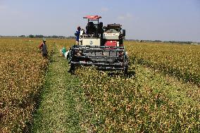 Agriculture In Indonesia East Java