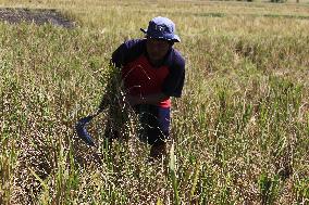 Agriculture In Indonesia East Java