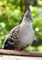 Crested pigeon