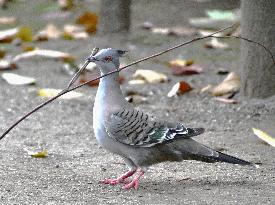 Crested pigeon