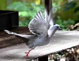 Crested pigeon