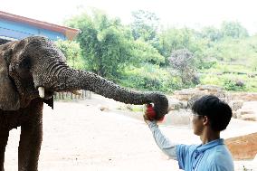 Animals Eat Watermelon