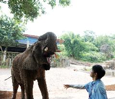 Animals Eat Watermelon