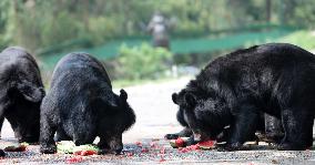 Animals Eat Watermelon