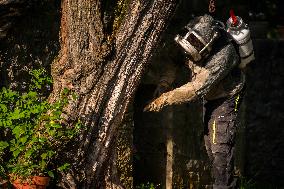 Asian Hornet Nest Destruction - France