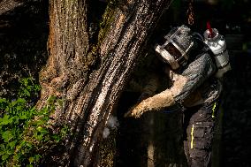 Asian Hornet Nest Destruction - France