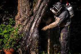 Asian Hornet Nest Destruction - France