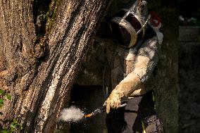 Asian Hornet Nest Destruction - France