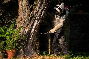 Asian Hornet Nest Destruction - France