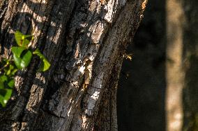 Asian Hornet Nest Destruction - France