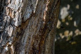 Asian Hornet Nest Destruction - France