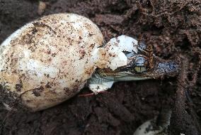 CAMBODIA-KOH KONG-SIAMESE CROCODILE-NESTS