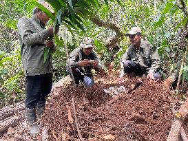 CAMBODIA-KOH KONG-SIAMESE CROCODILE-NESTS