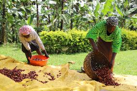 UGANDA-COFFEE EXPORT-RECORD BREAKING