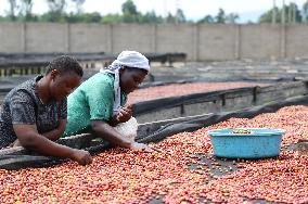 UGANDA-COFFEE EXPORT-RECORD BREAKING