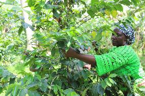 UGANDA-COFFEE EXPORT-RECORD BREAKING