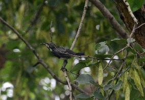 Purple-Rumped Sunbird