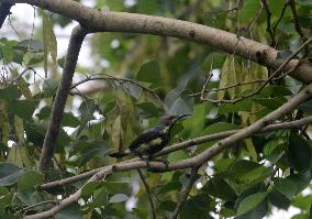 Purple-Rumped Sunbird