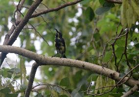 Purple-Rumped Sunbird