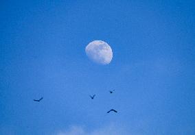 Waxing Gibbous Moon With Cumulus Clouds