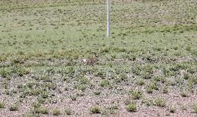 Tibetan Gazelle