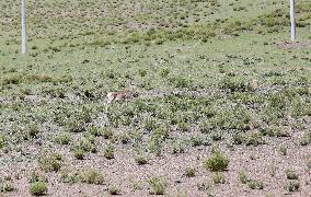 Tibetan Gazelle