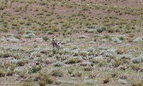 Tibetan Gazelle