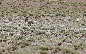 Tibetan Gazelle