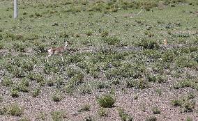 Tibetan Gazelle