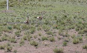 Tibetan Gazelle