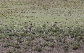 Tibetan Gazelle