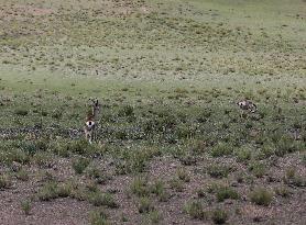 Tibetan Gazelle