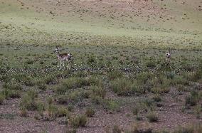 Tibetan Gazelle