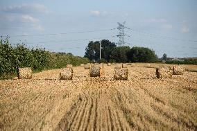 Grain Harvest In Lowicz