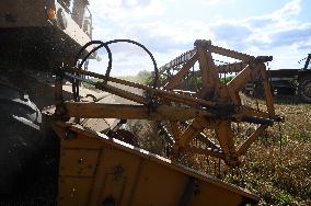 Grain Harvest In Lowicz